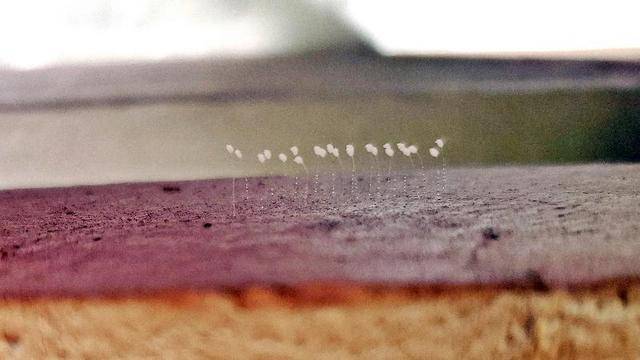 Коментар: Митичното цвете удумбара разцъфна на моя балкон