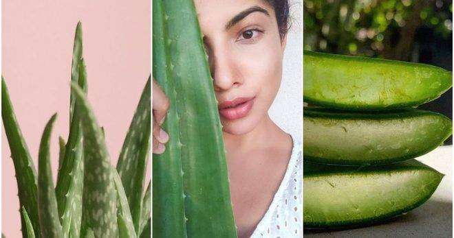 Защо трябва да започнете да отглеждате алое вера?