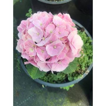 Hydrangea Bouquet Rose Хидрангеа