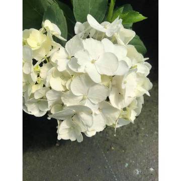 Hydrangea Emili MouiLLeri Хортензия