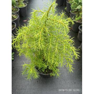 Cryptomeria elegans Криптомерия