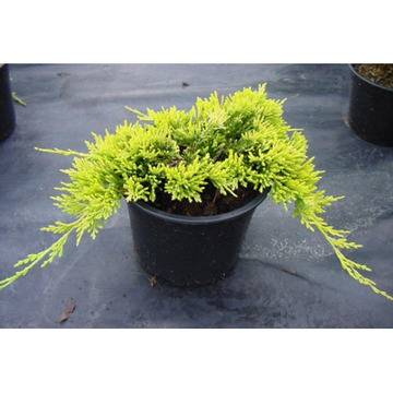 Juniperus Golden carpet иглолистен почвопокривен юниперус