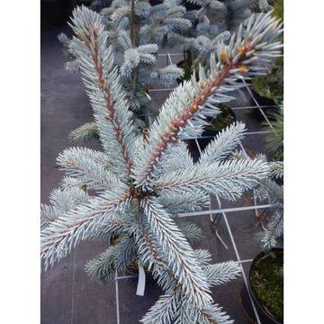 пицея сребриста неповторима красавица хоопсии