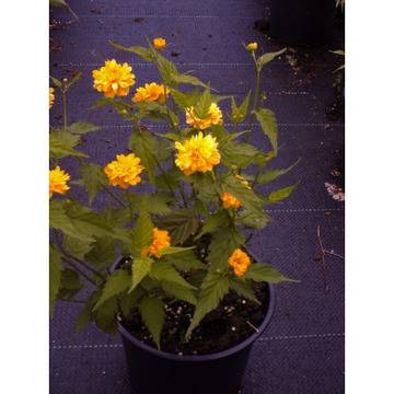 КАТ.№ 100659 Kerria japonica ‘Pleniflora’