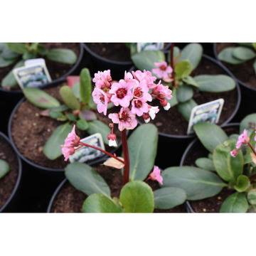 КАТ.№ 100114 Bergenia ‘Silberlicht’ бергения