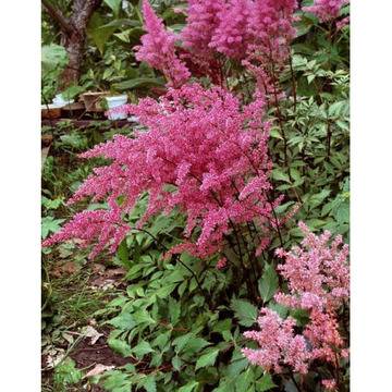 КАТ.№ 100123 Astilbe ‘Inshriach Pink