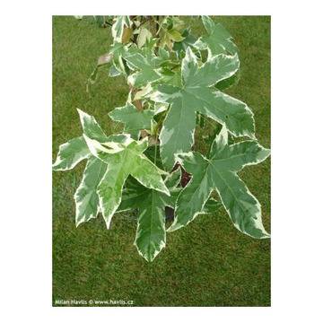 Liqiudambar styraciflua Aurea Амбърово дърво