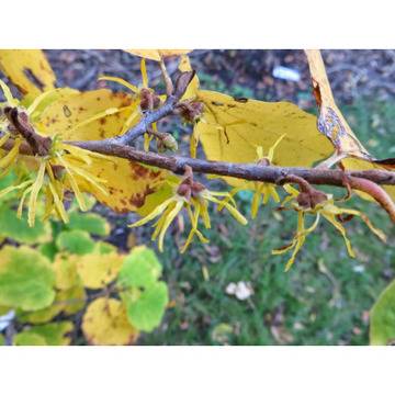 ХАМАМЕЛИС КОНСКИ КЕСТЕН