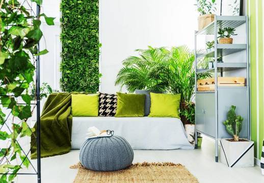 Барбарони – защо да си купим?