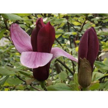 Magnolia liliiflora Nigra МАГНОЛИЯ НИГРА