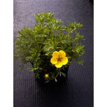 ПОТЕНТИЛИЯ потентила храсти за градината.