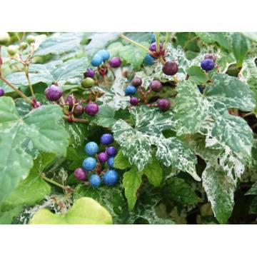 лиана ампелопсис увивна