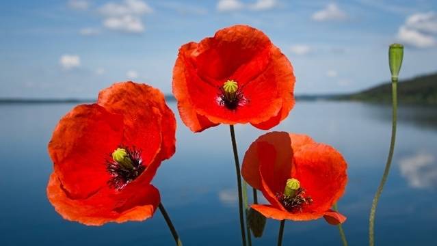 Дневен хороскоп за 07 септември 2020г. – Хороскопи за всяка зодия – народна медицина, здраве, астрология, съдби, секс и зодии