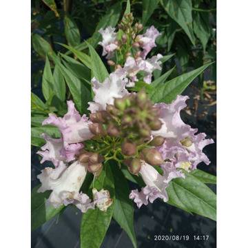 Chitalpa tashkentensis Читалпа