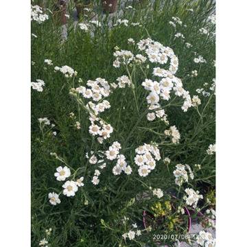 Achillea ptarmica Ахилея