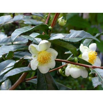 Camellia sinensis tea Камелия