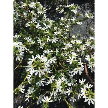 Skaevola Скаевола