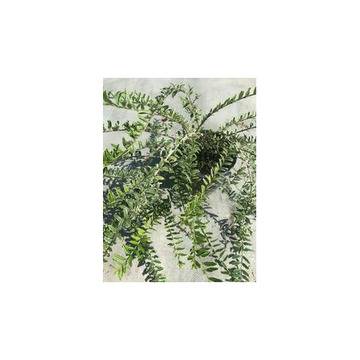 Lonicera Nitida Lemon Beauty Пъстролистна лоницера