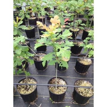 Quercus Macrocarpa Едроплоден дъб