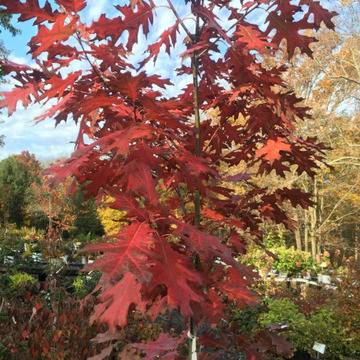 Quercus rubra Червенолистен дъб