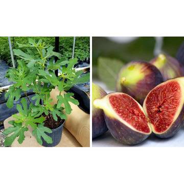 Ficus Carica Турска смокиня