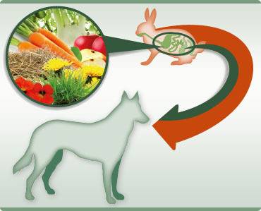 Да осигурим на кучето здравословно хранене – Platinum България