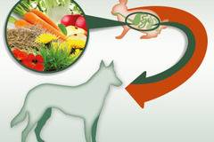 Да осигурим на кучето здравословно хранене – Platinum България