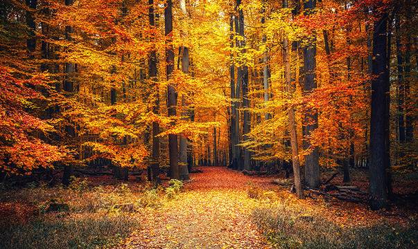 На какво се дължи главоболието през есента?