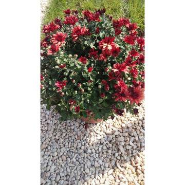 Chrysanthemum хризантема Hrizantema