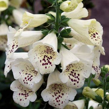 Digitalis Dalmation Cream Напръстник