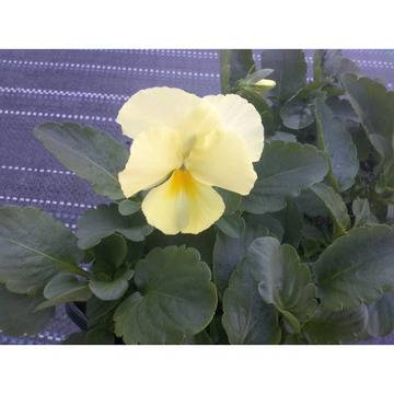 ТЕМЕНУЖКА ГРАДИНСКА МНОГОЦВЕТНА ЕДРОЦВЕТНА БАЛКОНСКА ЗА ТЕРАСА ДВОРНА