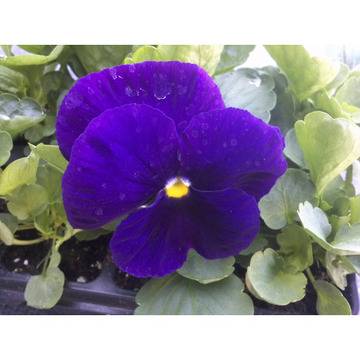 ТЕМЕНУЖКА ГРАДИНСКА МНОГОЦВЕТНА ЕДРОЦВЕТНА БАЛКОНСКА ЗА ТЕРАСА ДВОРНА