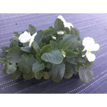 ВИОЛА ЗИМОУСТОЙЧИВА ГРАДИНСКА БАЛКОНСКА ТЕМЕНУЖКА ЦЪФТЯЩА МНОГОЦВЕТНА