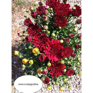 Трикси Хризантема – Цветя и градина – всичко за цветята и градината