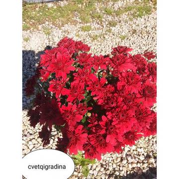 Кълбовидна хризантема