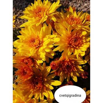 Кълбовидна хризантема