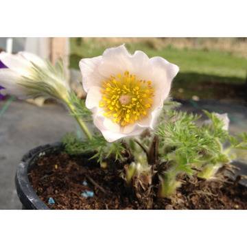 КАТ.№ 100941 Pulsatilla vulgaris ‘Alba’-пулсатила