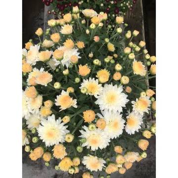 Хризантема кълбовидна кремава