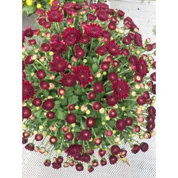 Хризантема кълбовидна тъмночервена