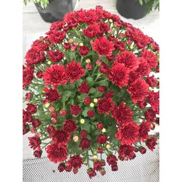 Хризантема кълбовидна червена