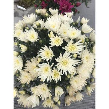 Хризантема едроцветна бяла