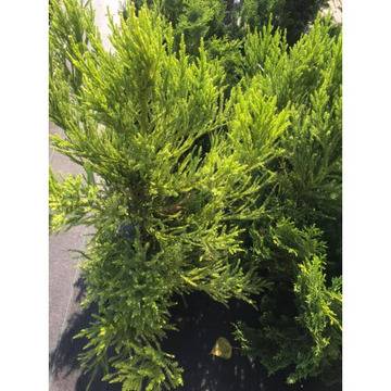 Criptomeria Pipo Криптомериа