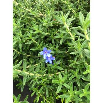 Lithodora Литодора