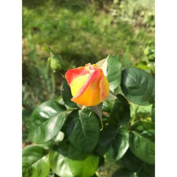 Рзози селекциониране рози мадам Мейланд силно аромтна роза