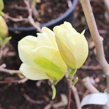 MAGNOLIA BROOKLYNENSIS ‘ELIZABETH Магнолия