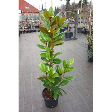 магнолия грандифлора вечно зелена цъфтяща дърво храст