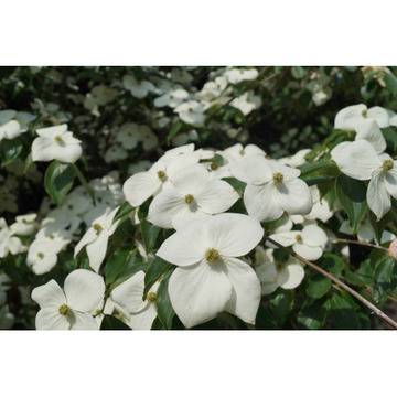 Cornus kousa Weisse Fontaine Кучешки дрян