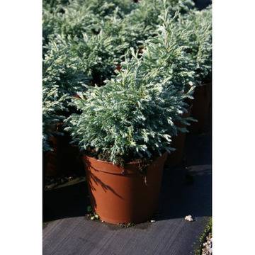 ХАМЕЦИПАРИС