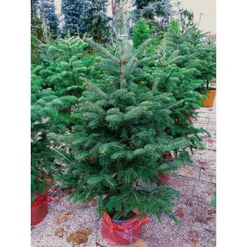 Живи коледни дръвчета