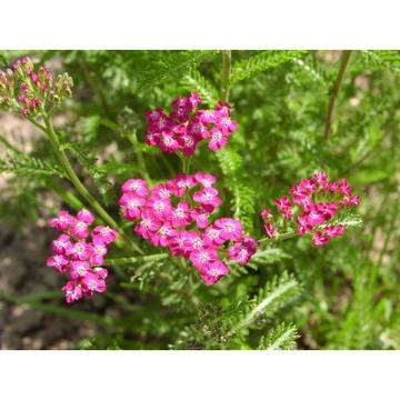 Ahilea Ахилеа – Цветя и градина – всичко за цветята и градината